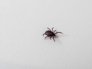 Tick on a white background. Dog tick. Close-up.