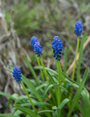 Light blue grape hyacinth muscari flowers planted in a flower spring bed. Muscari armeniacum bouquet blooming in the spring, closeup with selective focus. First spring flowers in park side view.