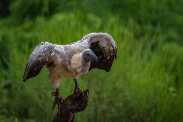 A white-backed vulture closeup in a falcrony in saarburg