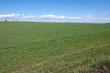 Spring landscape of Lyulin Mountain, Bulgaria