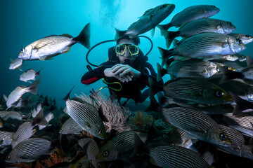 Taucher umgeben von Schwarm von Grunzer-Fischen (Haemulon maculicauda), Pazifik, Costa Rica