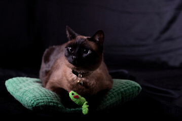 gato siames en estudio