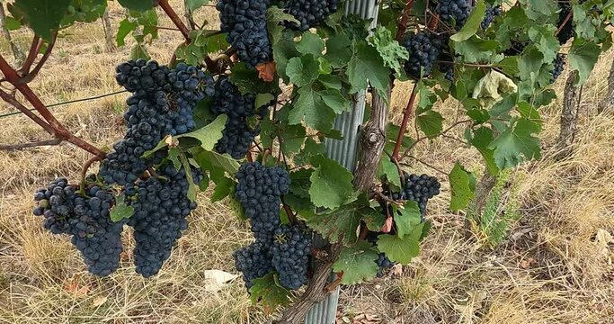 red grapes on a vine in autumn in austria