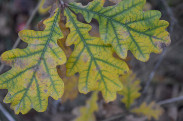 green and yellow oak leaves close up detailed
