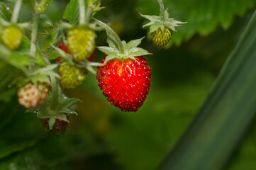 Ripe red strawberries on  dark background
