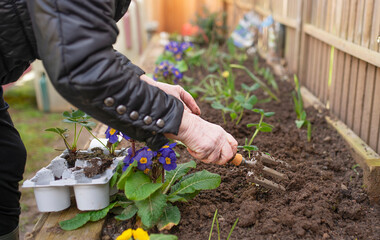 Fototapeta premium elderly woman's hands plant strawberries in the ground in the garden. spring work with seedling in the garden