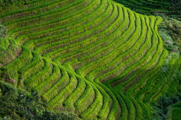 Landscape of terraced rice fields near Dazhai Village, Longji, China