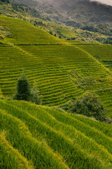 Terraced rice fields near Dazhai Village, Longji, China