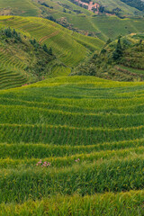Fototapeta na wymiar Terraced rice fields near Dazhai Village, Longji, China