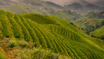 Terraced rice fields near Dazhai Village, Longji, China