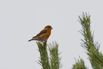 Red crossbill or common crossbill (Loxia curvirostra) male sitting in the tree top in early spring.
