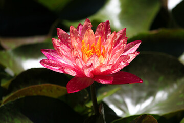 flor de loto