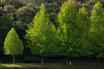 Small maple tree aligns with other big ones like a green puppy. Reforestation concept.