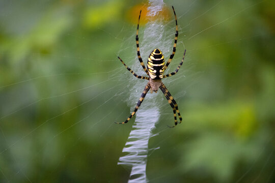 araña