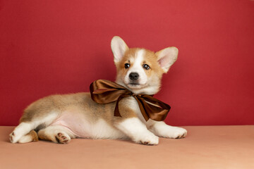 Cute corgi puppy lying on a burgundy background