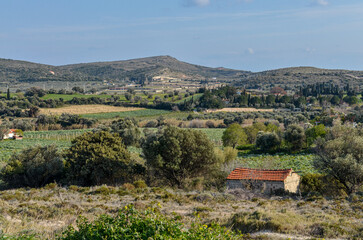 fields of artichokes and Turkish farm near Ovacik (Cesme, Izmir region, Turkey)