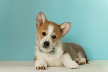 Cute Corgi Pembroke puppy lies on a blue background and looks at the camera