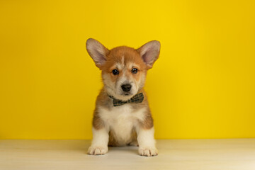 Funny Welsh Corgi Pembroke puppy sitting on a yellow background and looking at the camera