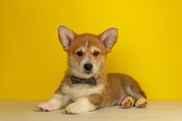 Funny Welsh Corgi Pembroke puppy lies on a yellow background and looks at the camera