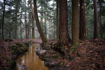 Strumień płynący przez jesienny bór © Meija