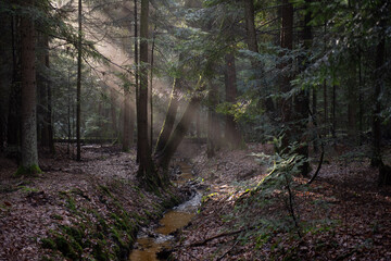 Mroczny las z przeświecającymi promieniami słońca i mgłą.