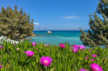 sea fig flowers on Dodo beach in Ardic (Cesme, Izmir region, Turkey) © ssmalomuzh