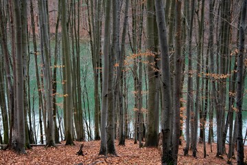 Pnie buków w jesiennym lesie na tle turkusowego jeziora