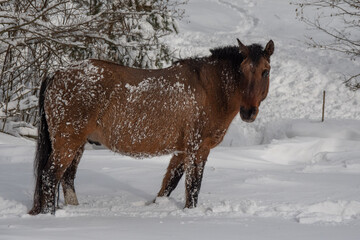 Koń hucuł w zimowym słonecznym krajobrazie