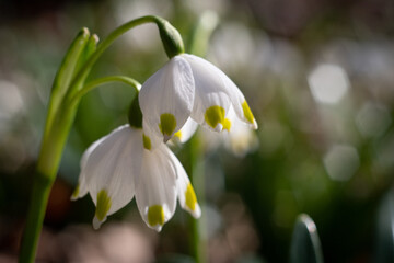 Dwa białe kwiaty śnieżycy wiosennej karpackiej makro