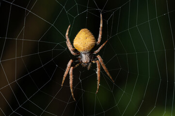 Macro of yellow spider insect