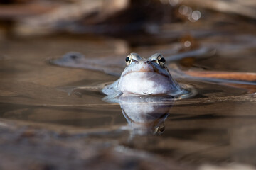 Portret samca niebieskiej żaby moczarowej w szacie godowej blisko odbijającej się w wodzie - obrazy, fototapety, plakaty