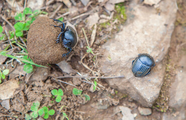 Dung beetle rolling a ball of dung