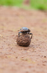 Dung beetle rolling a ball of dung