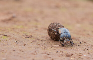 Dung beetle rolling a ball of dung