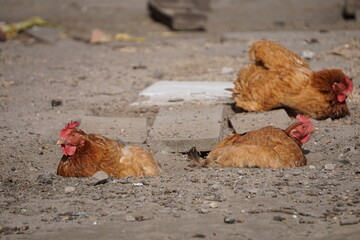 Trzy kury odpoczywają na słońcu