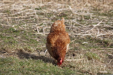 Chicken in garden