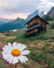 Daisy flower against a serene mountain alpine scene. Cozy wooden cabin in the soft glow of the early morning sun, bringing warmth and peace to landscape. Beauty of nature in Italian Alps.