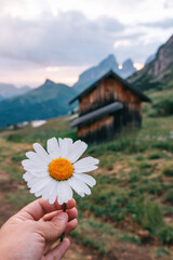 Beautiful daisy held in hand in a tranquil alpine landscape. The warm glow of the rising sun casts a golden light on the quaint wooden house nestled in the mountains. Italian Alps Dolomites.