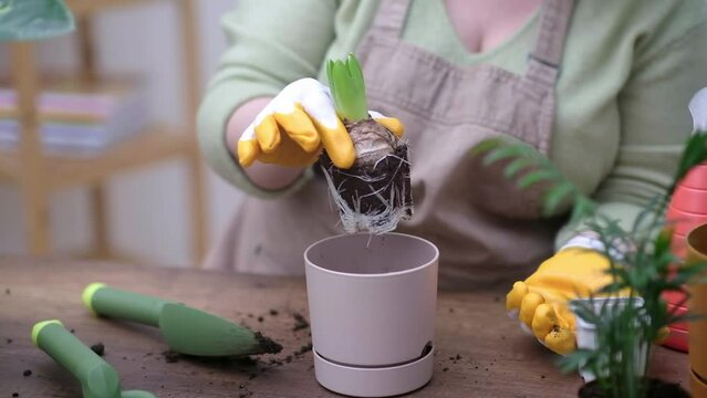woman holding Hyacinth bulb plant ready to transplant, with root system, garden tools and decorative pot on table. home gardening hobby 