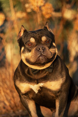 Portrait of an American Bully in the summer in the park