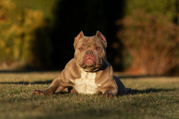 American Bully lies on the green grass in the park in the summer