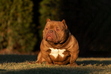 American exot bully sitting on the green grass in the park in the summer