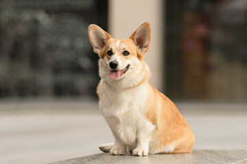 Portrait of a Welsh Corgi Pembroke