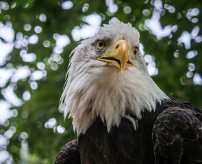 A bald eagle closeup in a falcrony in saarburg