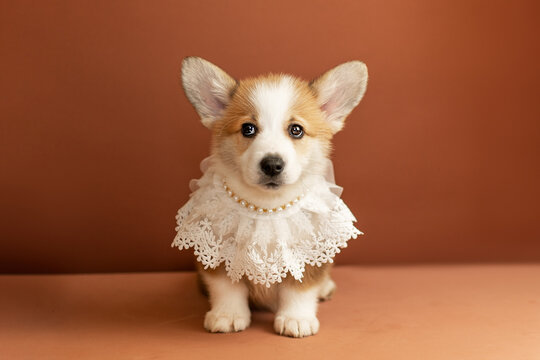 Cute Welsh Corgi puppy on a brown background in the studio