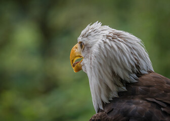 A bald eagle closeup in a falcrony in saarburg