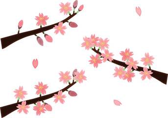 桜の花と花びらセット・3分咲き、8分咲き、満開（主線なし）