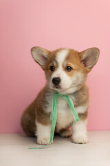 Very cute corgi puppy on a pink background