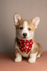 Funny Welsh Corgi Pembroke puppy on a beige background with a red bandana