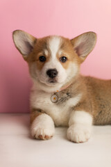 Very cute corgi puppy on a pink background